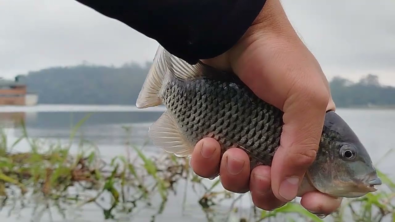 Peguei muitas tilápias brutas usando capim, deixe o like e se inscreva no canal pessoal