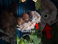 意外とかわいそうなフクロウの実態