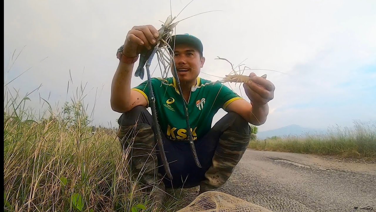 Gasak Menjala Udang Galah Dan Belida Rezeki Last Campak Penutup Puasa s293