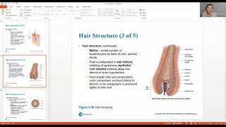 Bio 203 Integumentary system Part 4
