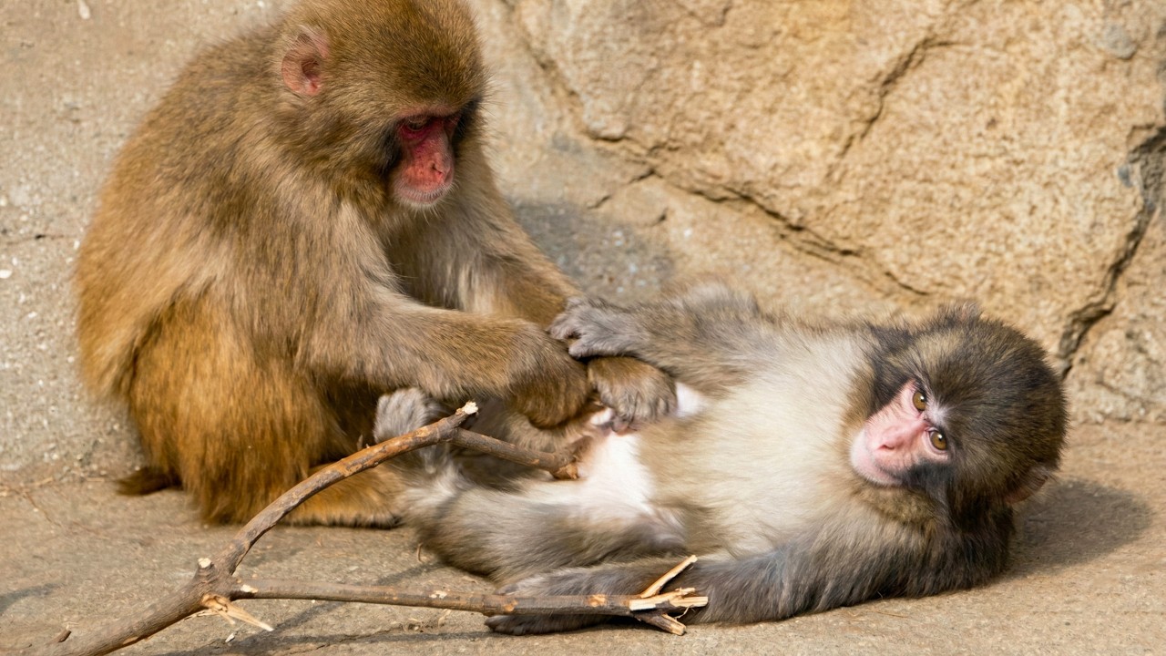 A monkey showed up who really took a liking to Punch.