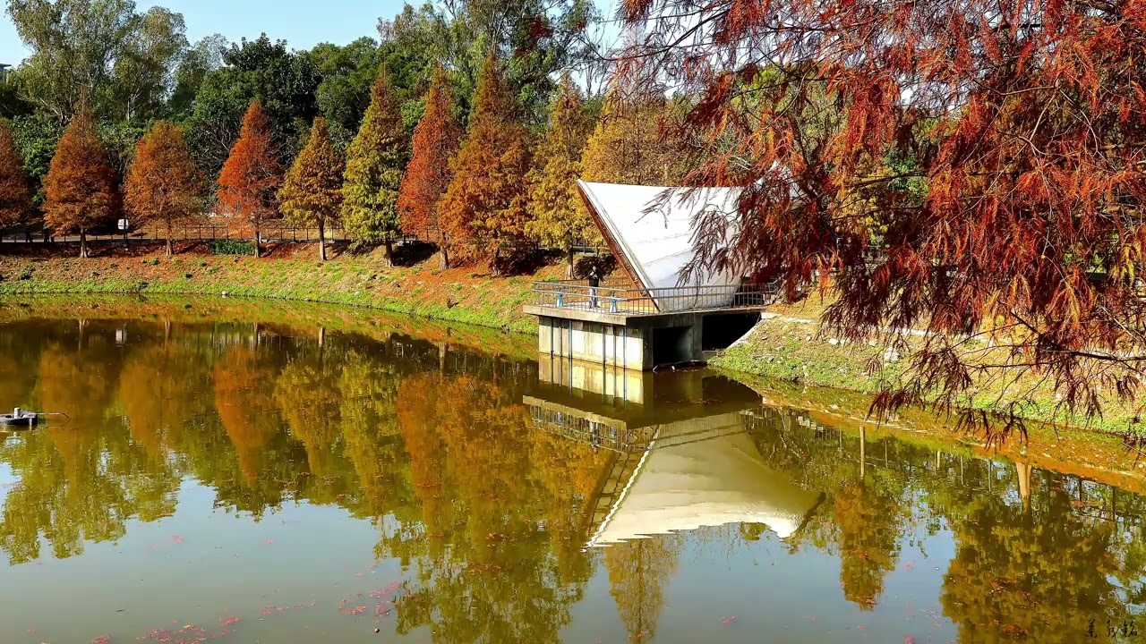 陽明交通大學落雨松美景