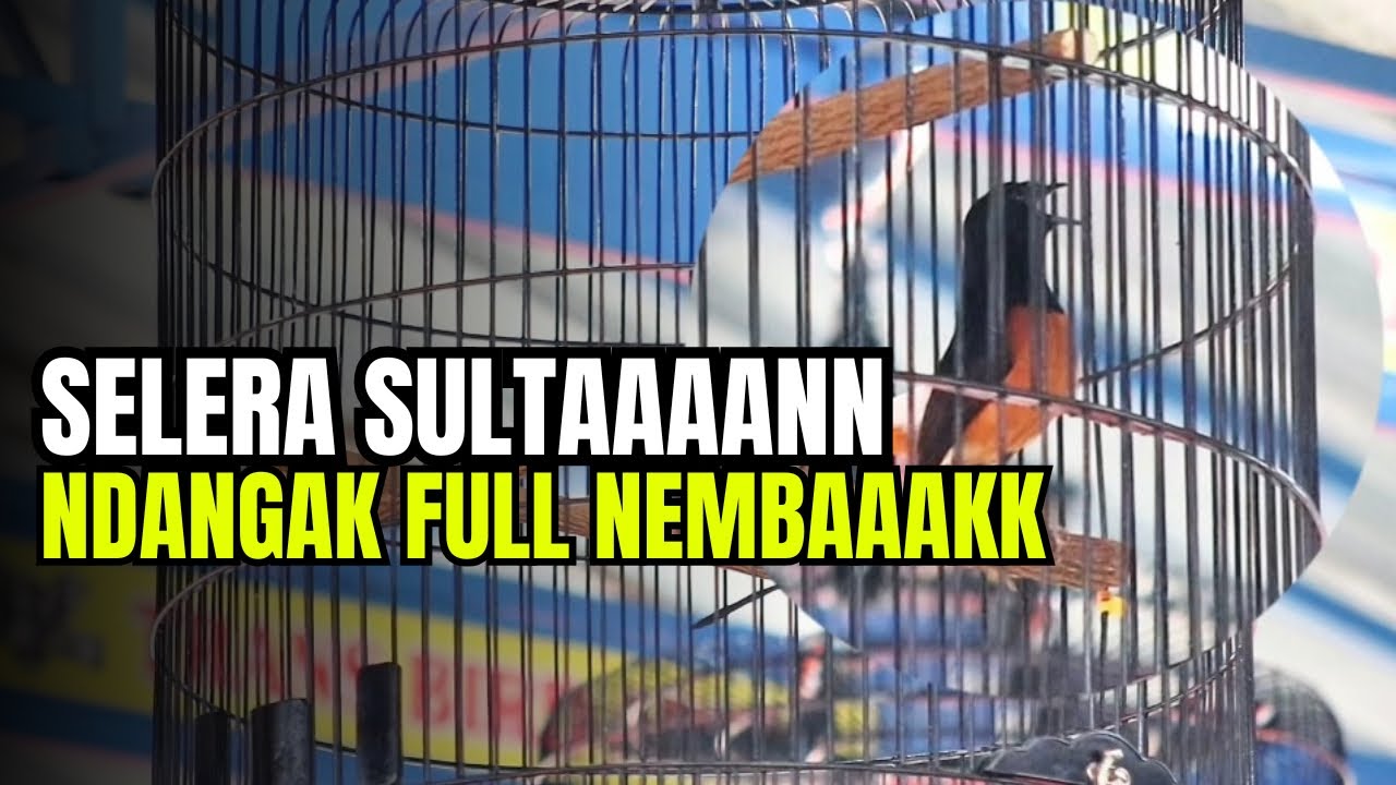 TIPIKAL BURUNG TAHAN LAMA‼️ NYETINGNYA BIKIN PUSING PERAWAT😱