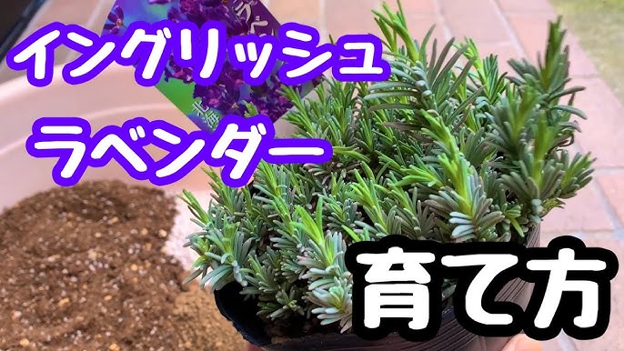 ラベンダーを挿し木で増やそう Youtube