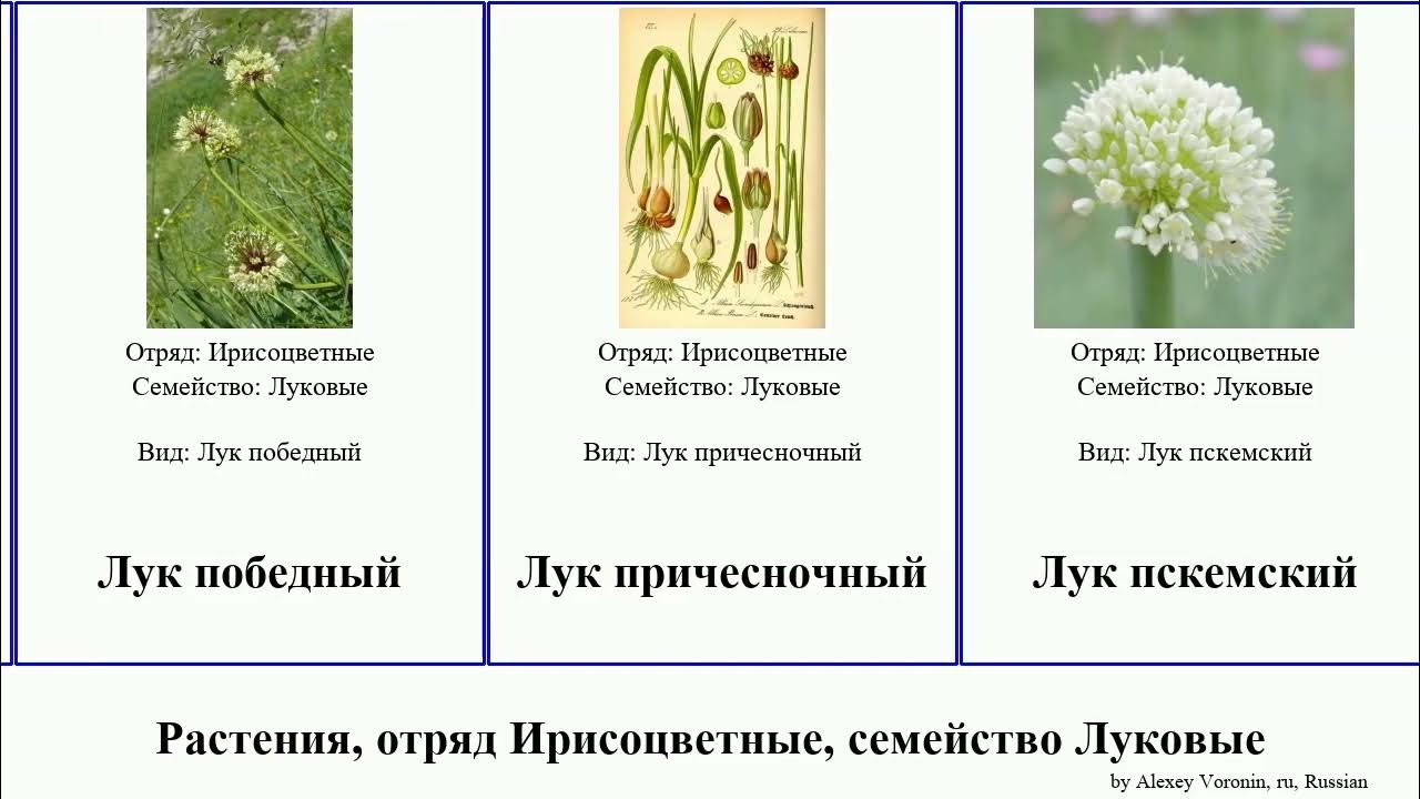 Примеры растений семейства луковые Семейство луковые представители
