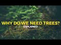 Why do we need trees  eco facts  one tree planted
