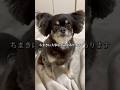 【悲報】ちまきに悲しいお知らせ #チワワ #犬のいる生活 #shorts #体重公開