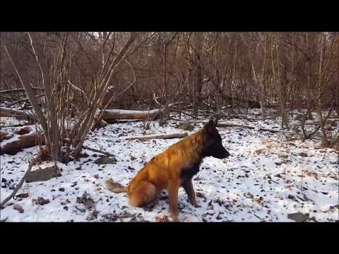 day-3-of-malinois-puppy-training