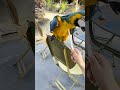 Попугай-парк: взрыв красок и смеха 🦜🌈 #попугай #парк #птицы