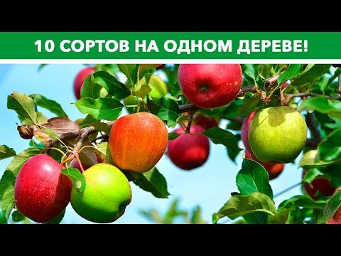 10 сортов яблок на одном дереве - это не миф!