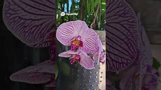 Praia Secreta, Cachoeira E Muito Mais