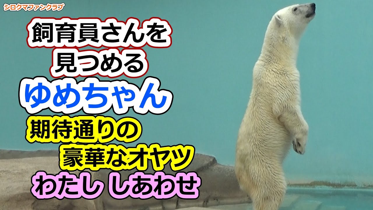 Юмэ-чан смотрит на смотрителя зоопарка Мистер/Мисс, великолепная я 💗, как и ожидалось, счастье