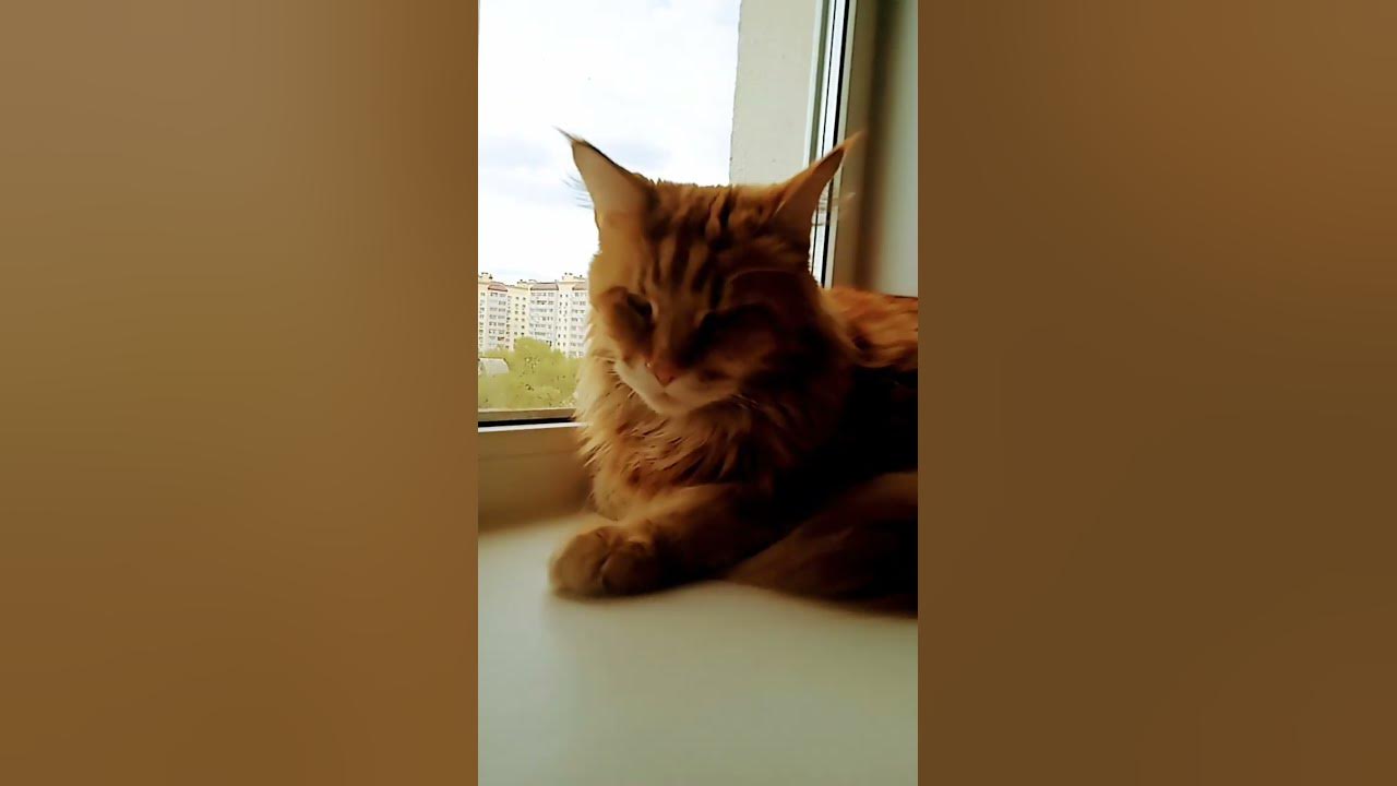 Котик лежит!!!. - YouTube