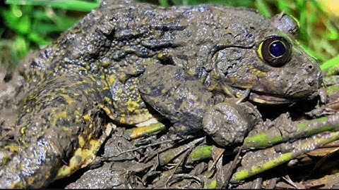Cắm Câu Ếch Đồng Trúng Bầy Ếch Khủng Khu Láng Chà || Fishing a lot of giant frogs