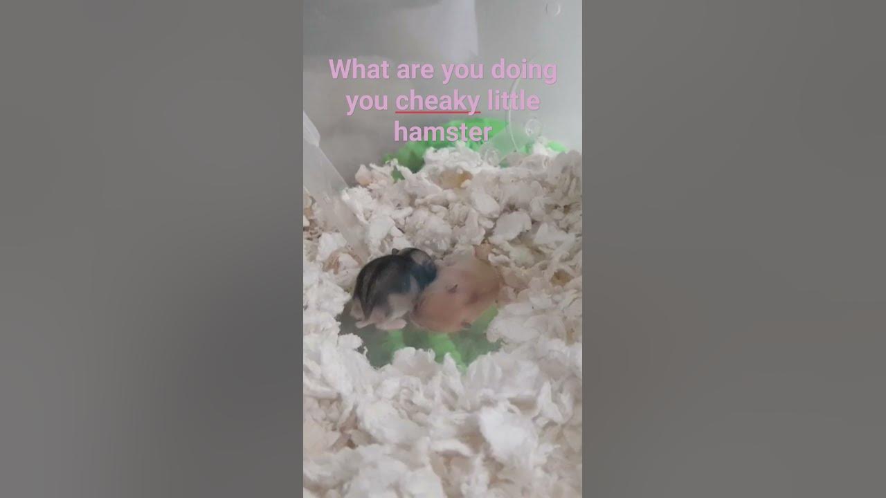 what are you doing you cheeky little hamster - YouTube