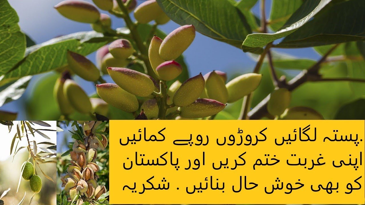 Pistachio Cultivation in Pakistan Grow Pistachio Pista Plant YouTube