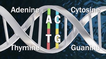 DNA Methylation