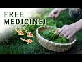 12 mustknow backyard medicinal herbs foraging medicinal herbs