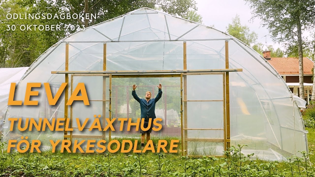 Tunnelväxthuset som kan bli 100m x 7,5m = 750kvm stort - Odlingsdagboken 30 oktober 2023