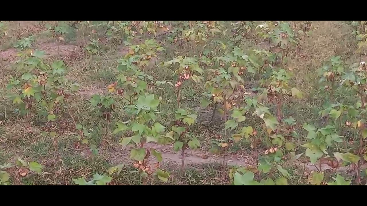 Cotton Field Live YouTube