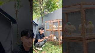 Bikin kandang ayam warna-warni besar part2😍😍