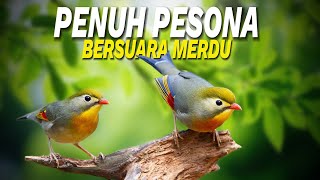 Miris Mereka Di Buru Karna Keindahan Suara Dan Bulunya - Burung Robin
