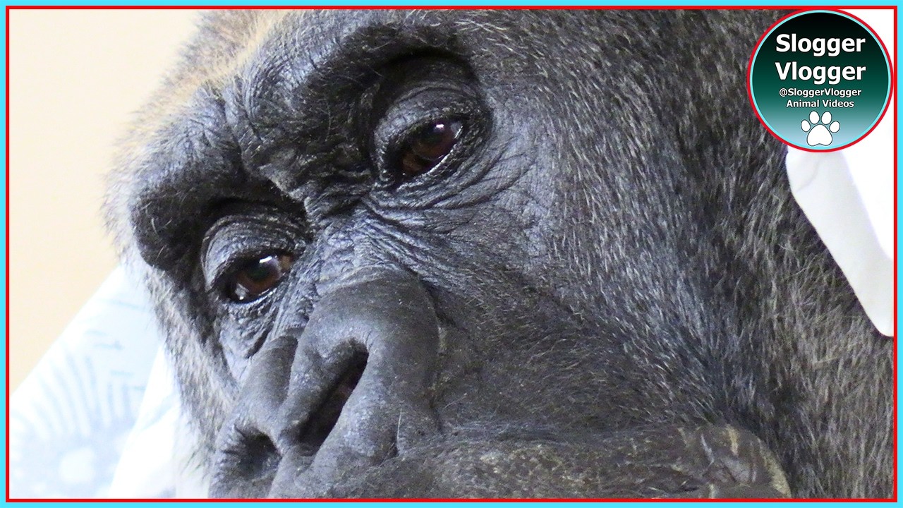 From Log to Look, Asante’s Gorilla Fashion Moment