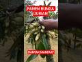 PANEN BUNGA DURIAN 2026