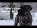 ♡ Cane Corso Growth: 8 weeks - 1 year ♡