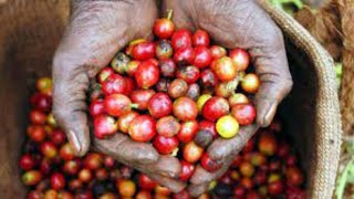 Poor marketing strategy key challenge affecting coffee farmers | Sokoni Prime