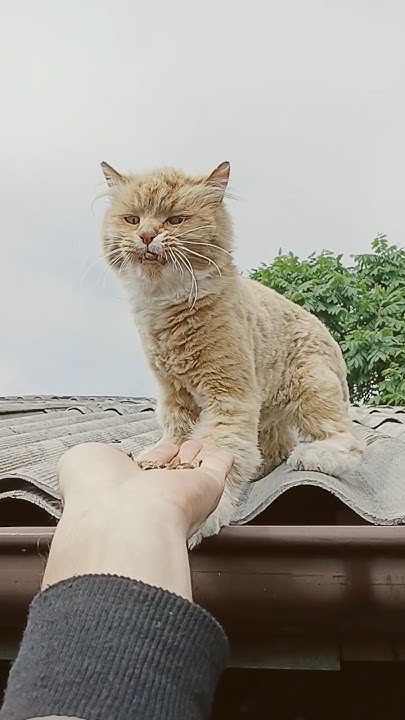 бездомный кот #котики #рекомендации #котик - YouTube
