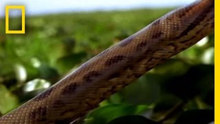 Best '08! Anaconda Hunts | National Geographic