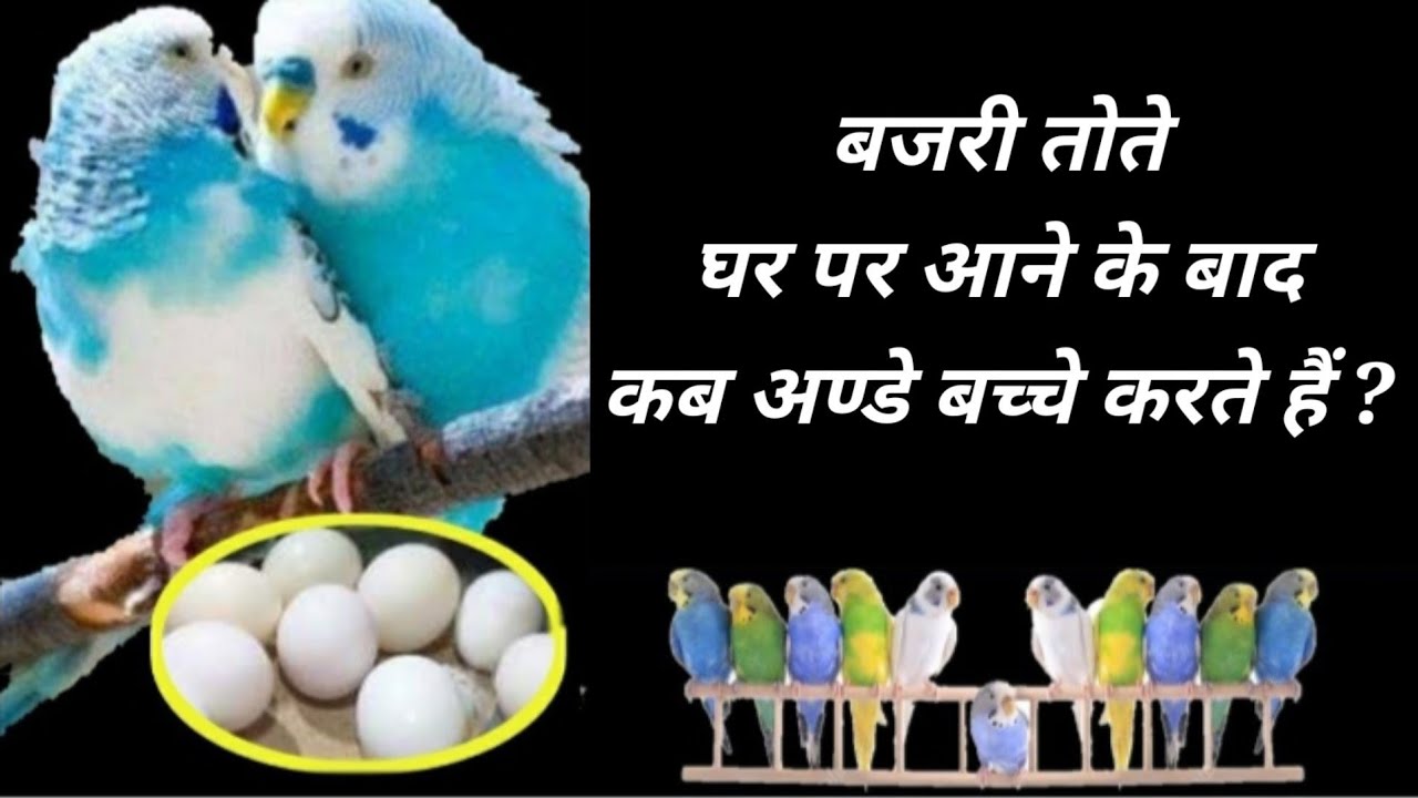 bajri tote ghar par laane ke baad kitne din mai ande dete hai bajri