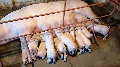 mẫu chuồng heo đẻ cho hộ gia đình