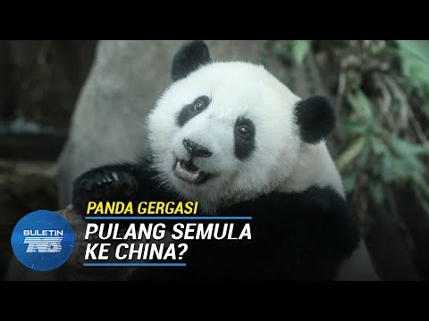 Video: Perbezaan Antara Panda Merah Dan Panda Gergasi