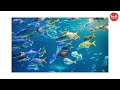 Episode 6la biodiversit marineagir