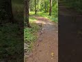 Thatekad traking #music #coversong #forest #firesounds #shortvideo #hikingtrail#hills #elephant