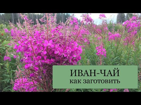 ИВАН-ЧАЙ - как заготовить, чтобы получить ароматный и вкусный чай! ДВОЙНАЯ ферментация!