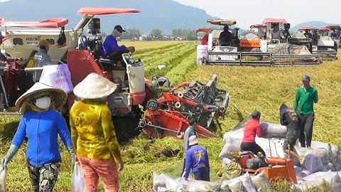 bốn máy vào cắt lúa nhật rất nhanh giá lúa bán được 8000₫K tập # maibangtv 