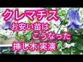 【クレマチス】298円の苗の現状/3年生苗/切る位置/挿し木実演/折れた枝はこうする【低コストで多品種】[Clematis] [High variety at low cost]