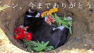 ベンありがとう。お疲れ様。(子猫のことは心配しないで安らかに眠ってね。。)