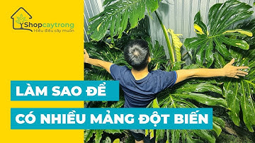 Bật Mí Cách Giúp Lá Thai Constellation Có Nhiều Mảng Đột Biến | Shopcaytrong.com