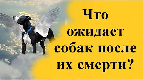 Что ожидает собак после их смерти? Карма собаки