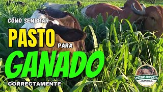 CÓMO SEMBRAR  PASTO para GANADO correctamente #ganaderiacolombiana #ganaderoscolombia