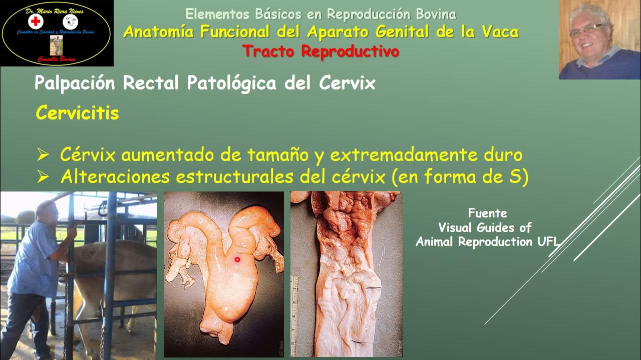 Anatomía Funcional del Aparato Genital de la Vaca Parte 4 Tracto