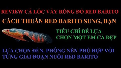 Cá cảnh An An | Những lưu ý và Cách nuôi Cá lóc Vảy Rồng Đỏ Red Barito | Cá lóc kiểng #cacanhanan