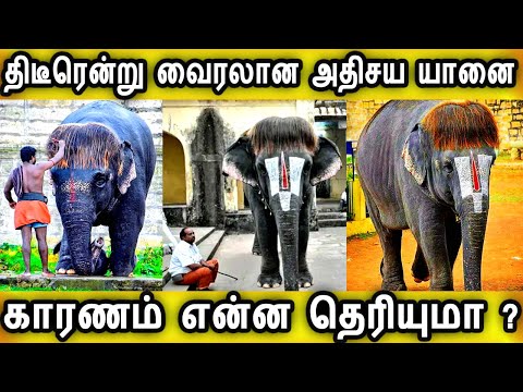 திடீரென்று-வைரலான-அதிசய-கோவில்-யானை-காரணம்-இதுதான்|pop-cut-sengamalam-elephant|tranding-news-tamil