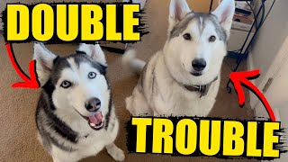 OFF LEASH HUSKIES BREAK LOOSE IN GIANT POND!!! by Sixty Formula 13,655 views 3 months ago 7 minutes, 42 seconds