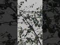 Madagascar magpie-robin #nature #explore #birdsong #birdingparadise #nature #new #shorts #viral