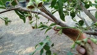 Cara membersihkan jamur pada batang tanaman Tabulampot.